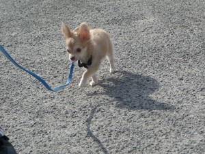 už si cupitám i venku ;)